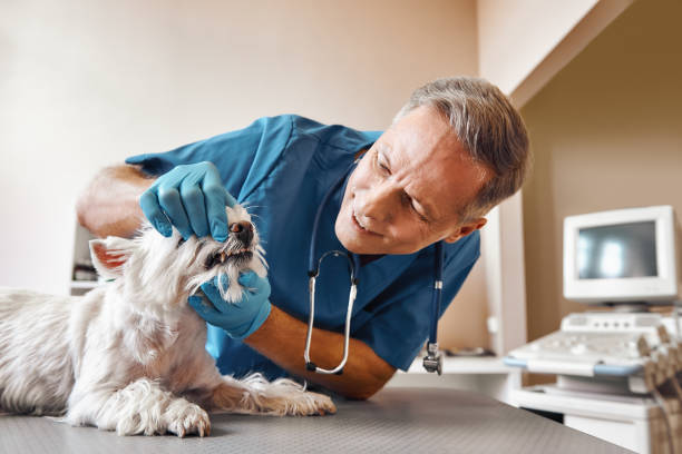 Best Emergency Gum Treatment in Ithaca, NY